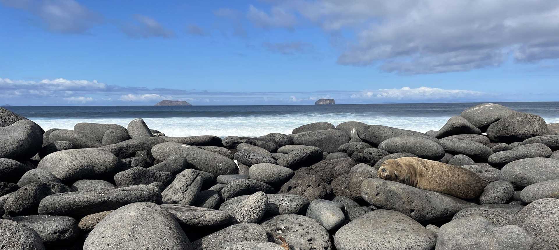 a sea lion naps among large boulders