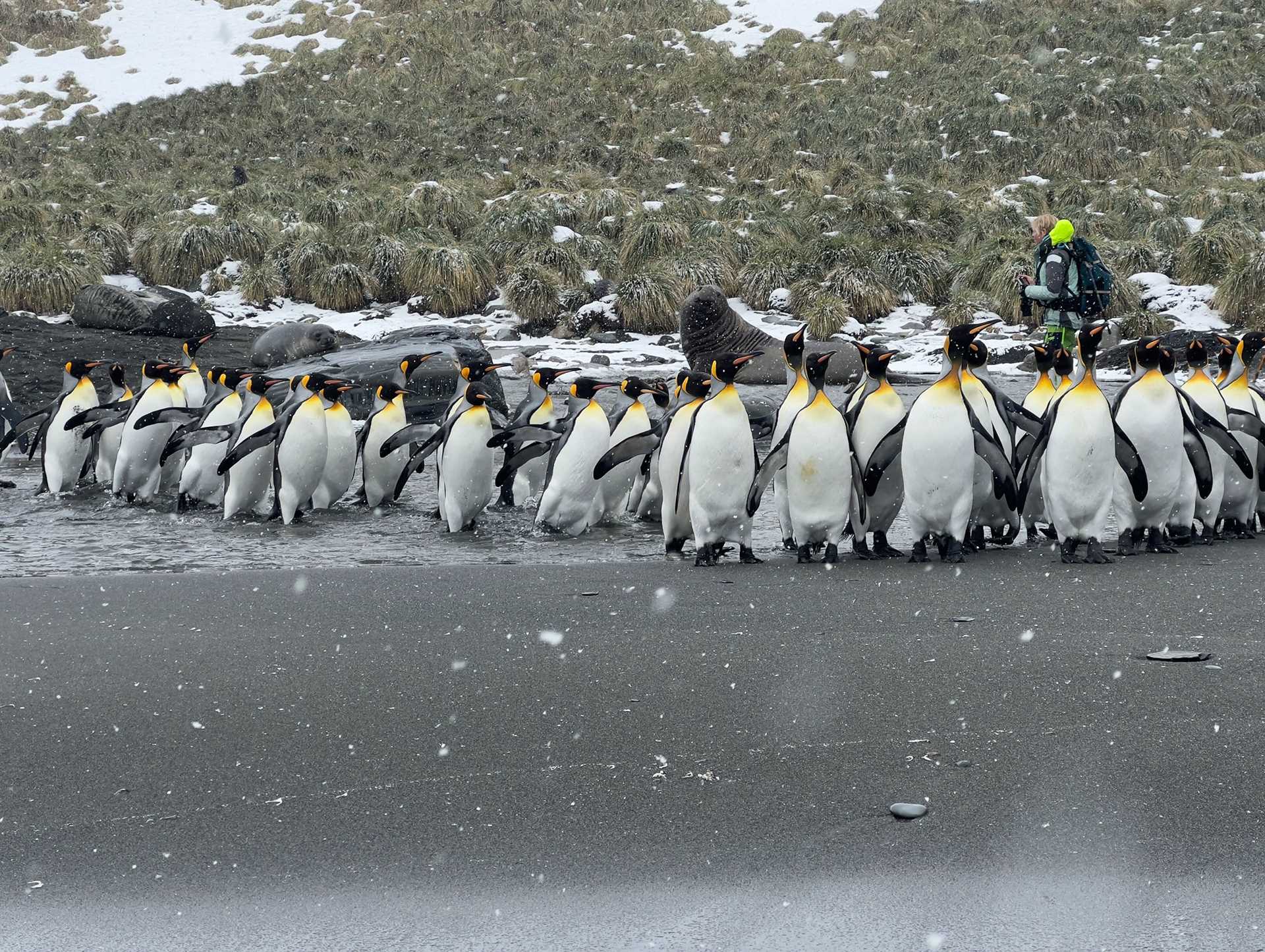 king penguins on a beach