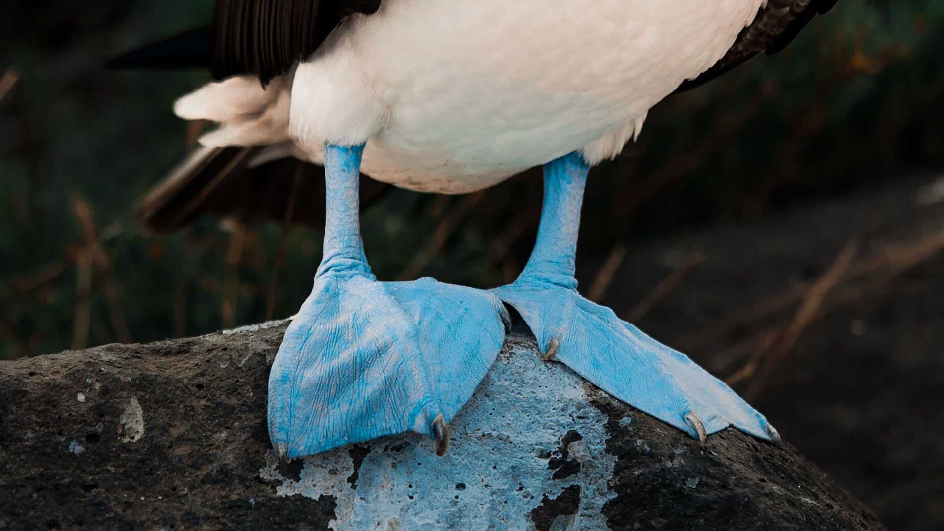 blue-footed booby feet