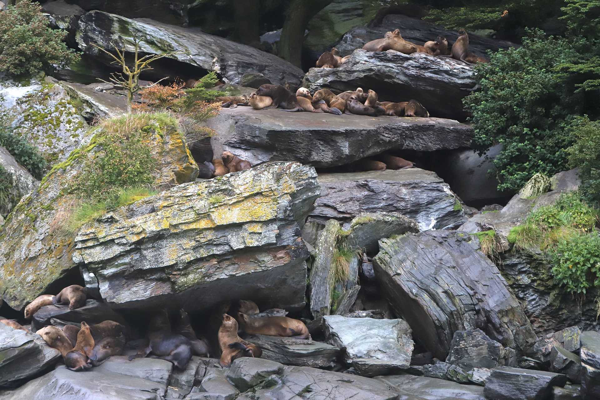 a cliff covered in sea lions