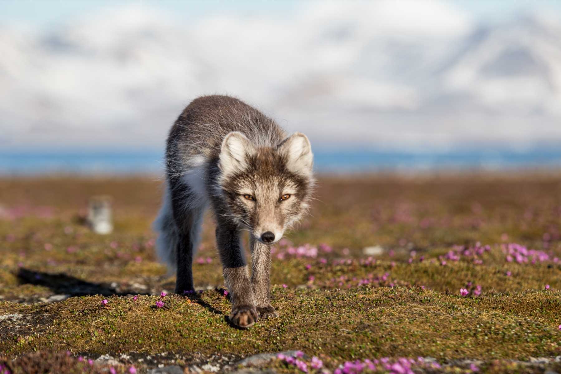 arctic fox summer coat