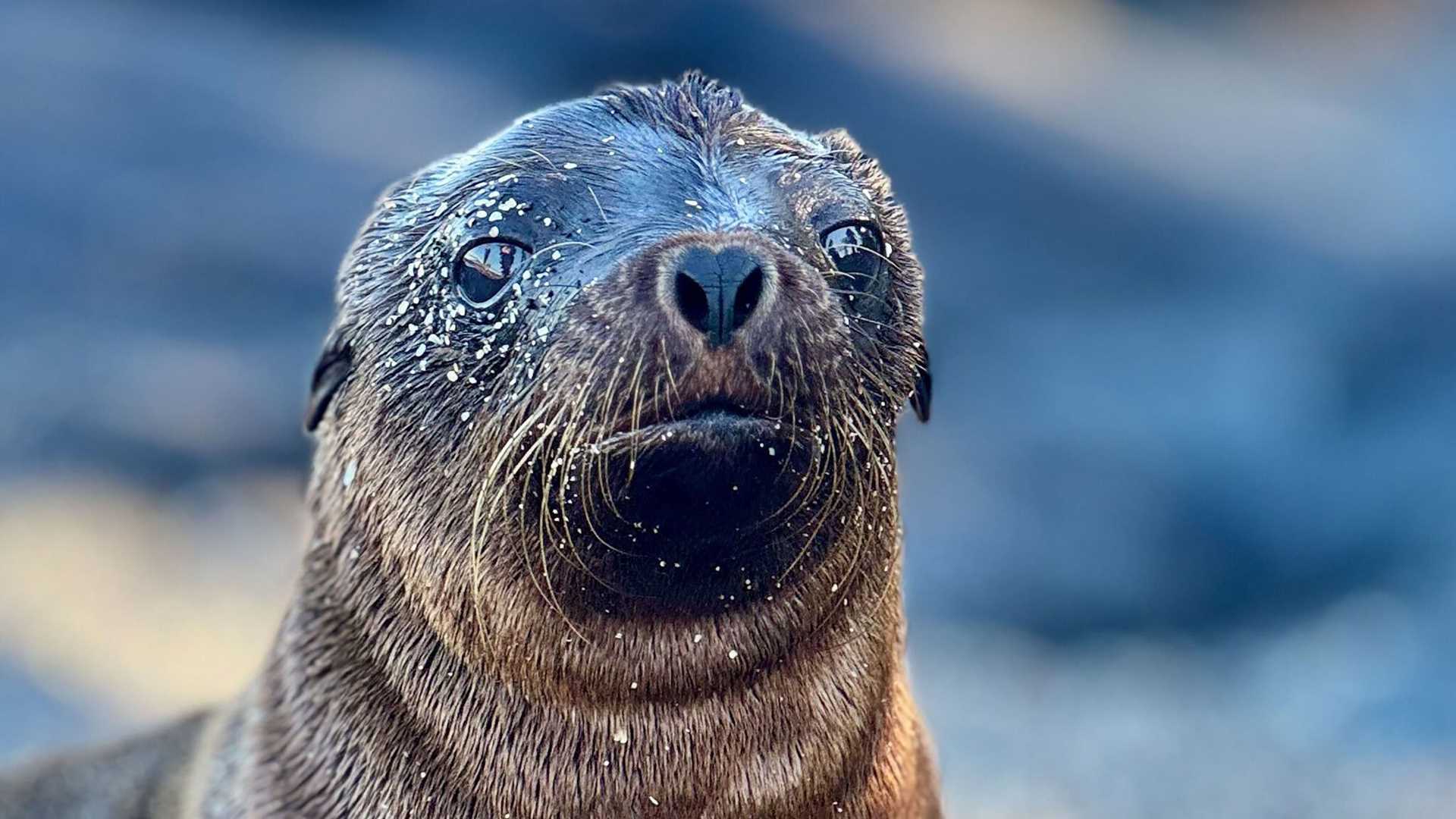 sea lion pup