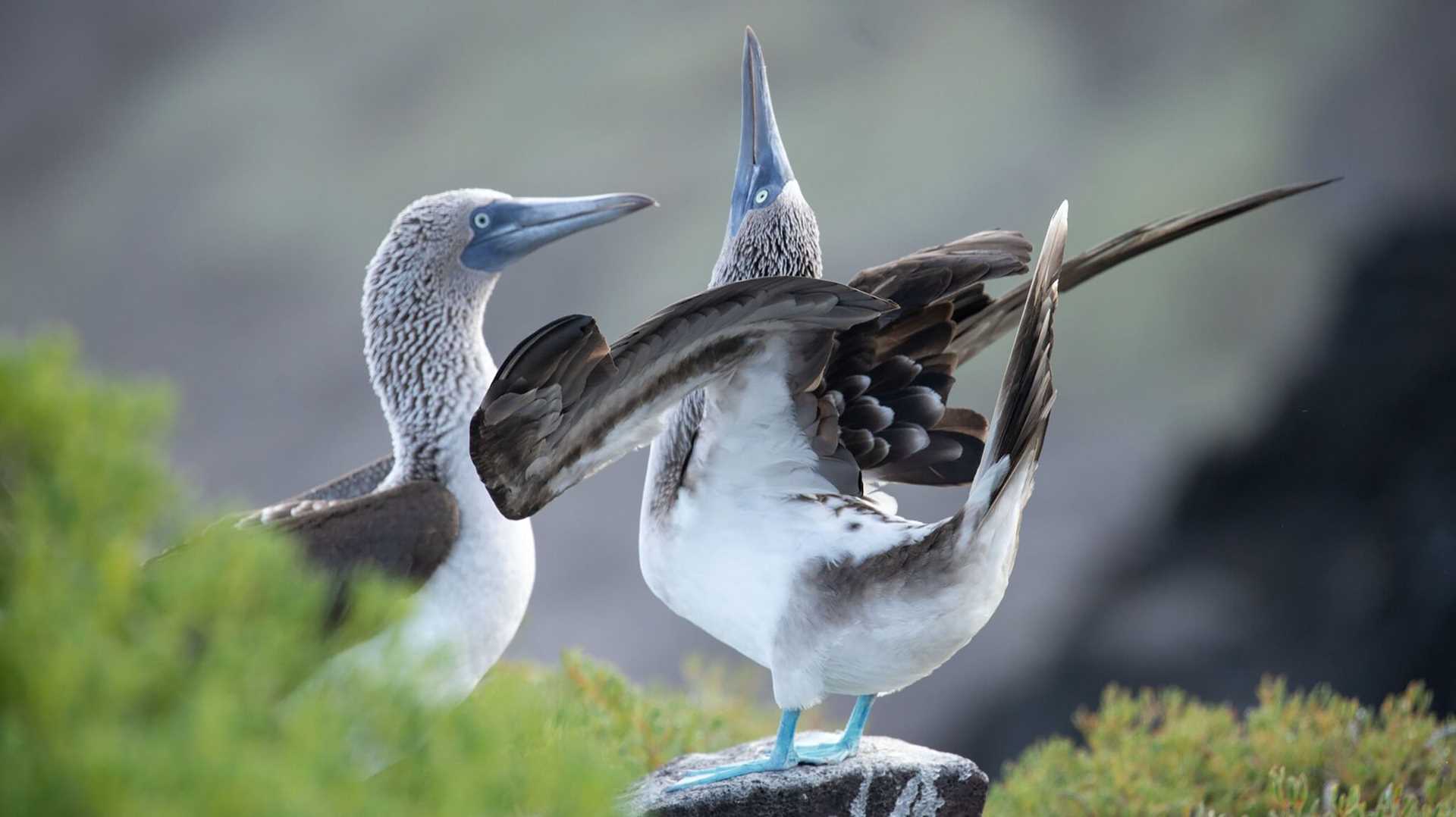 two blue-footed boobies