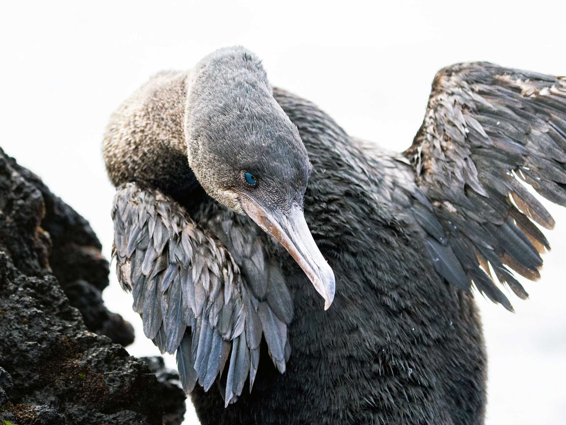 flightless cormorant