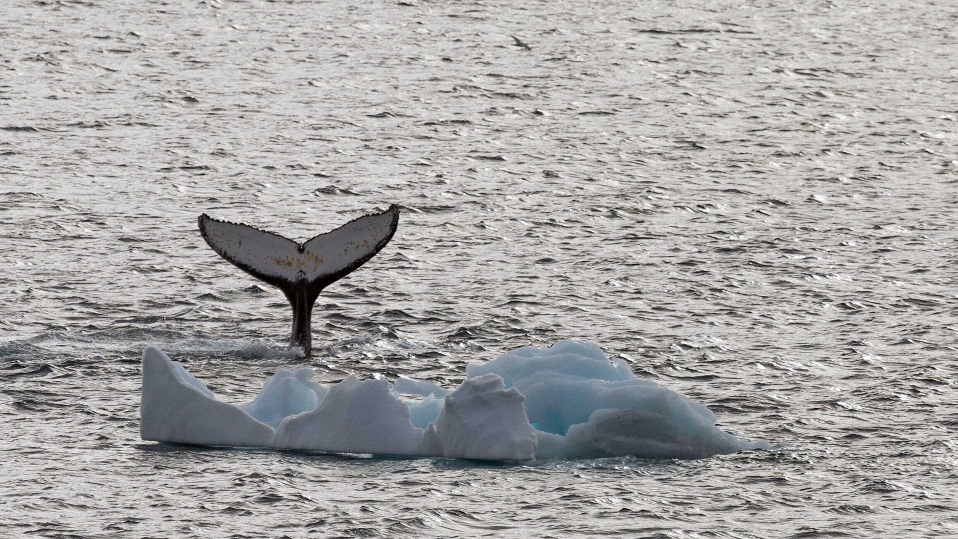 a humpback whale tail pokes out of water