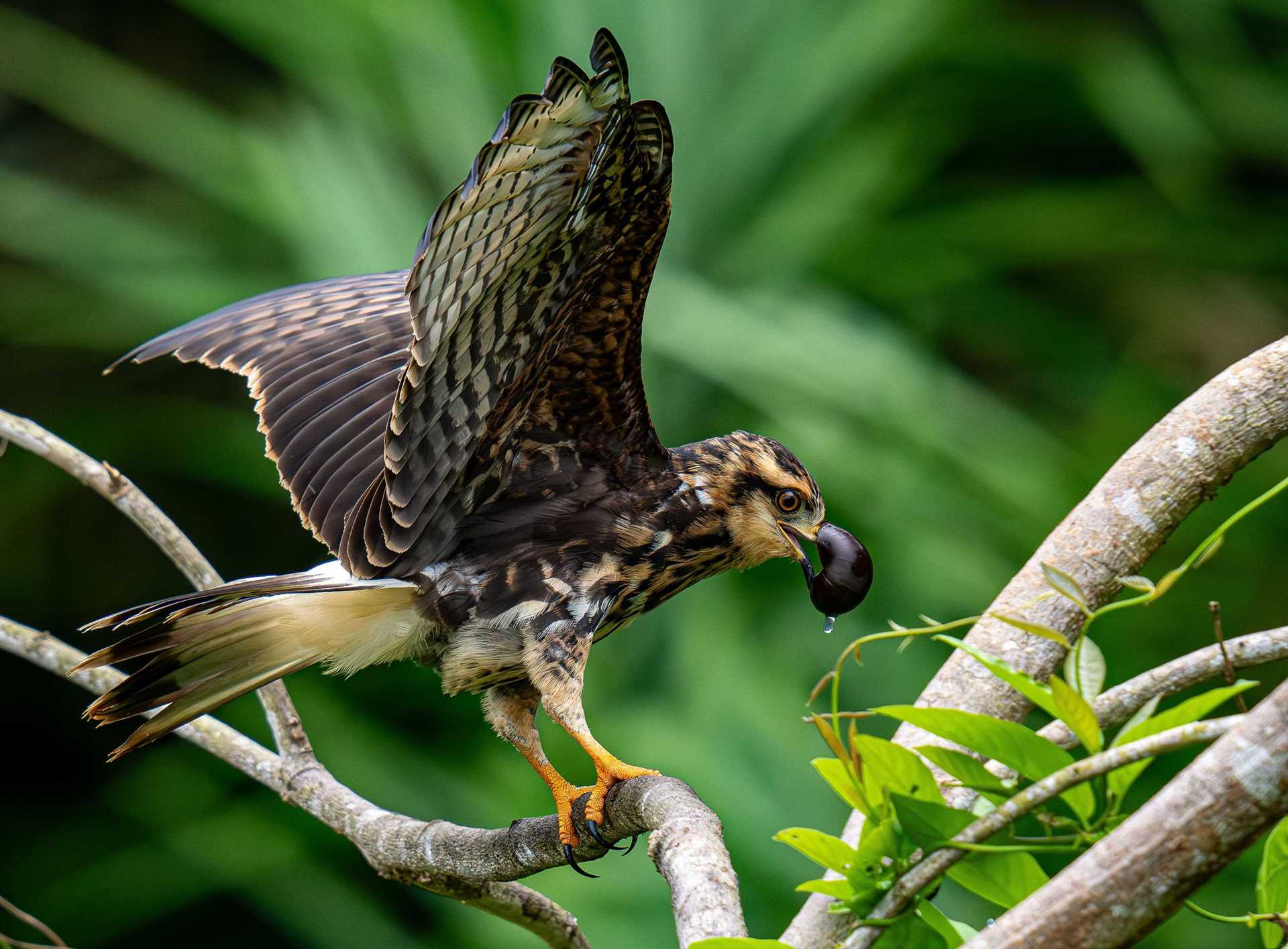 a large brown bird eating a snail