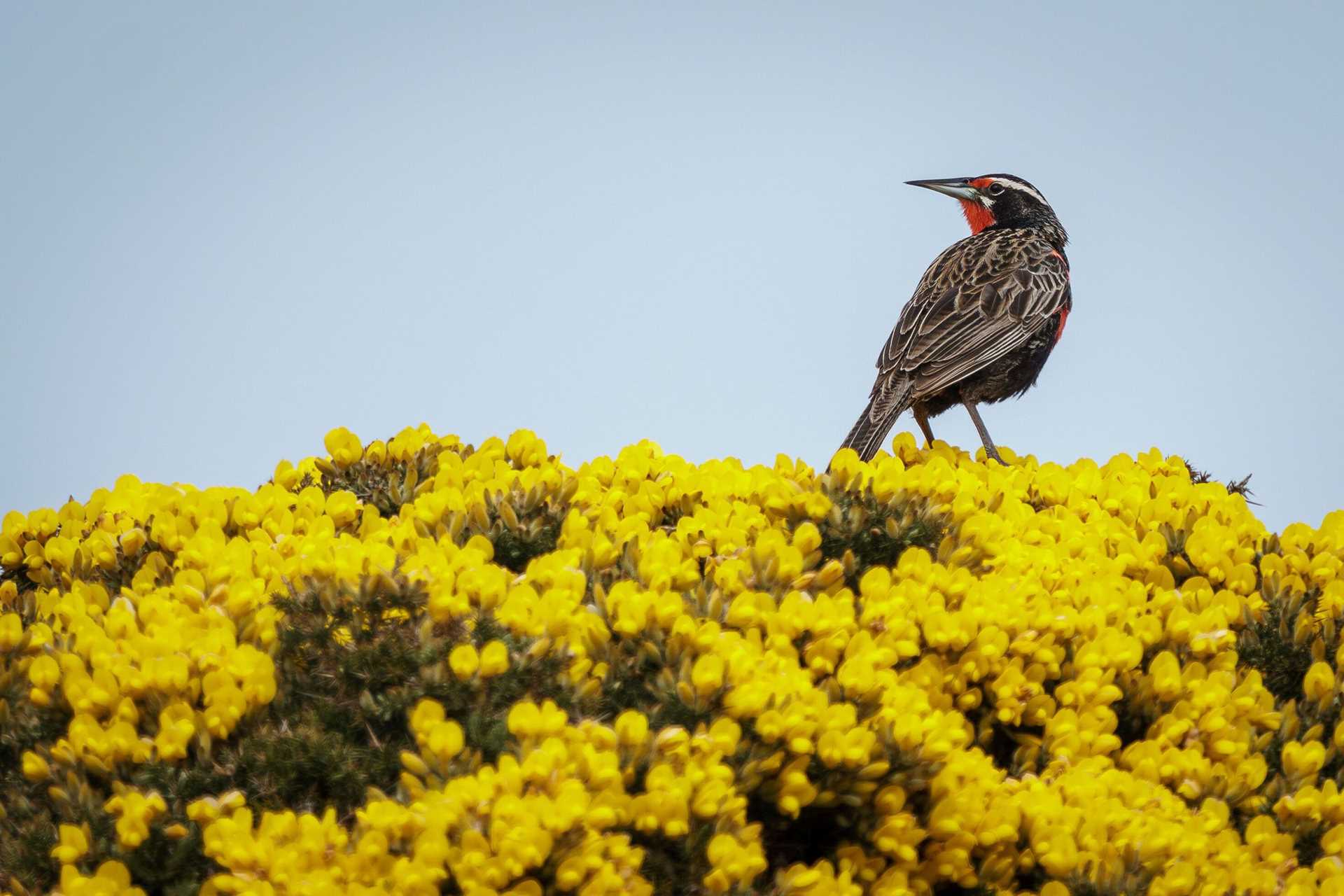 long-tailed meadowlark