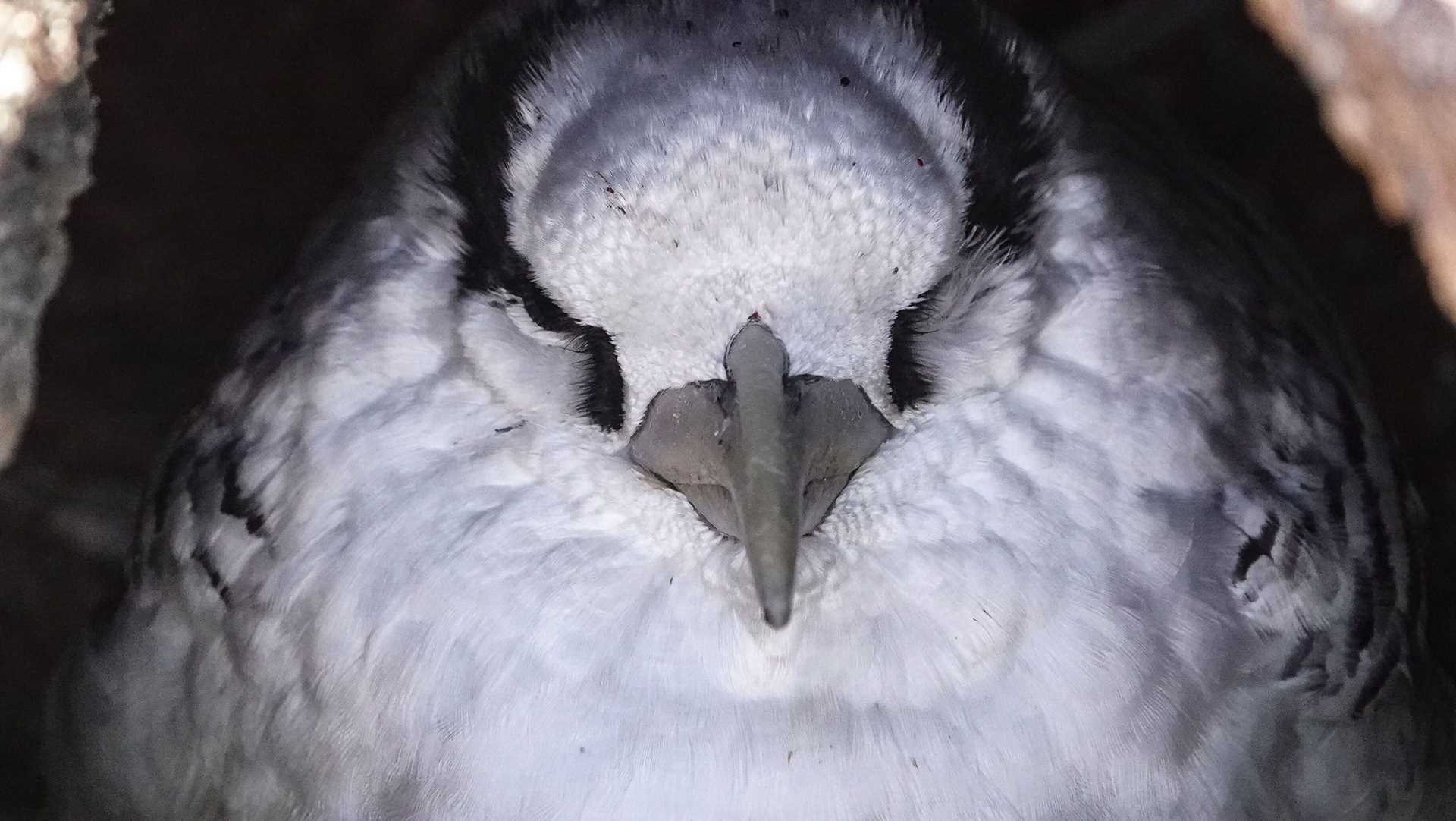 red-billed tropicbird