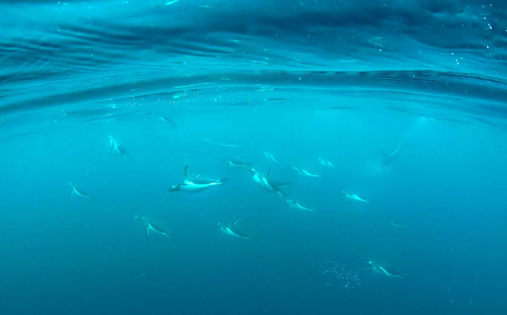 penguins underwater