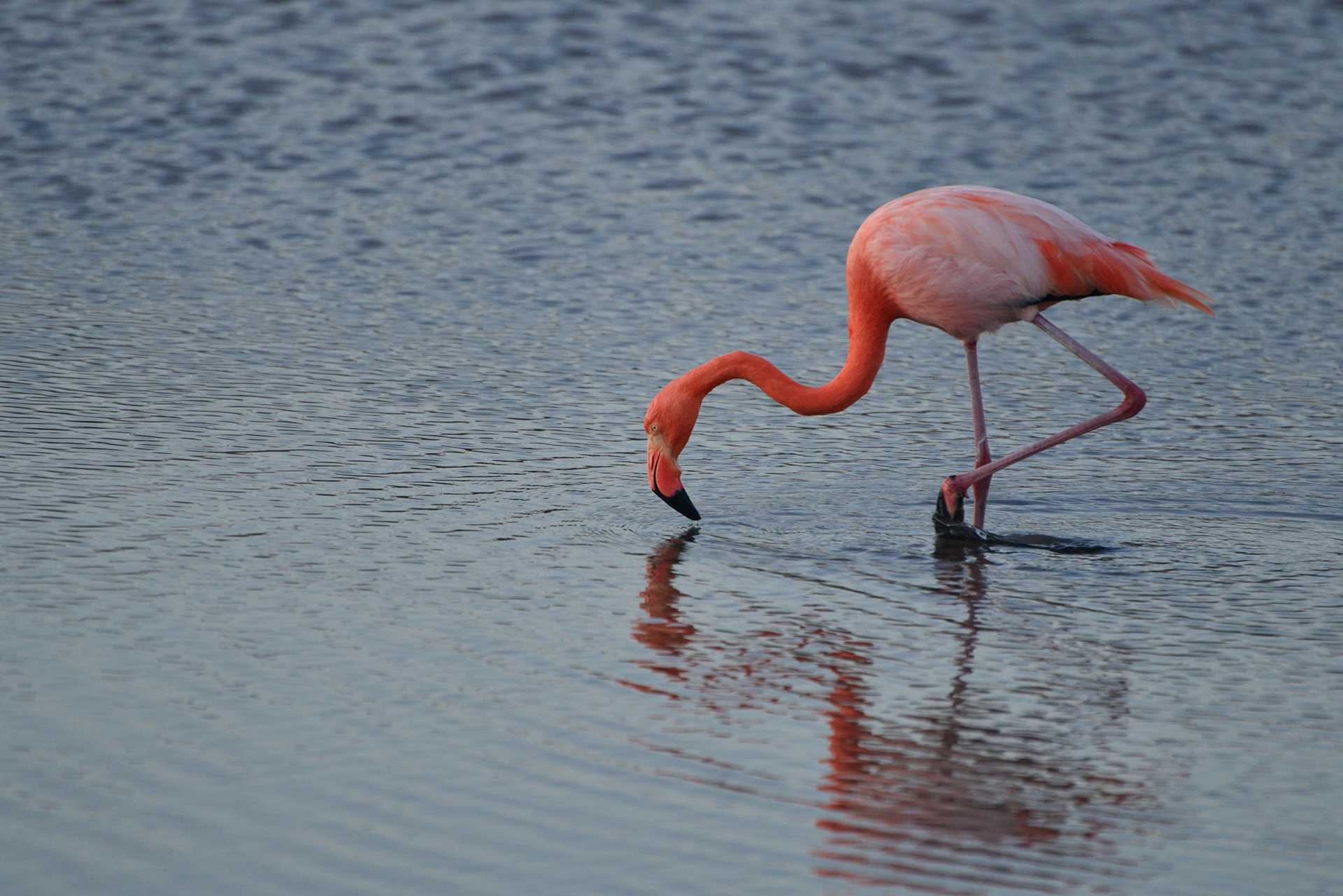 a pink flamingo with its bill in the water