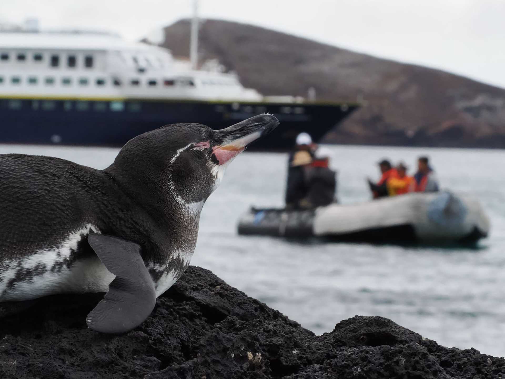 penguin