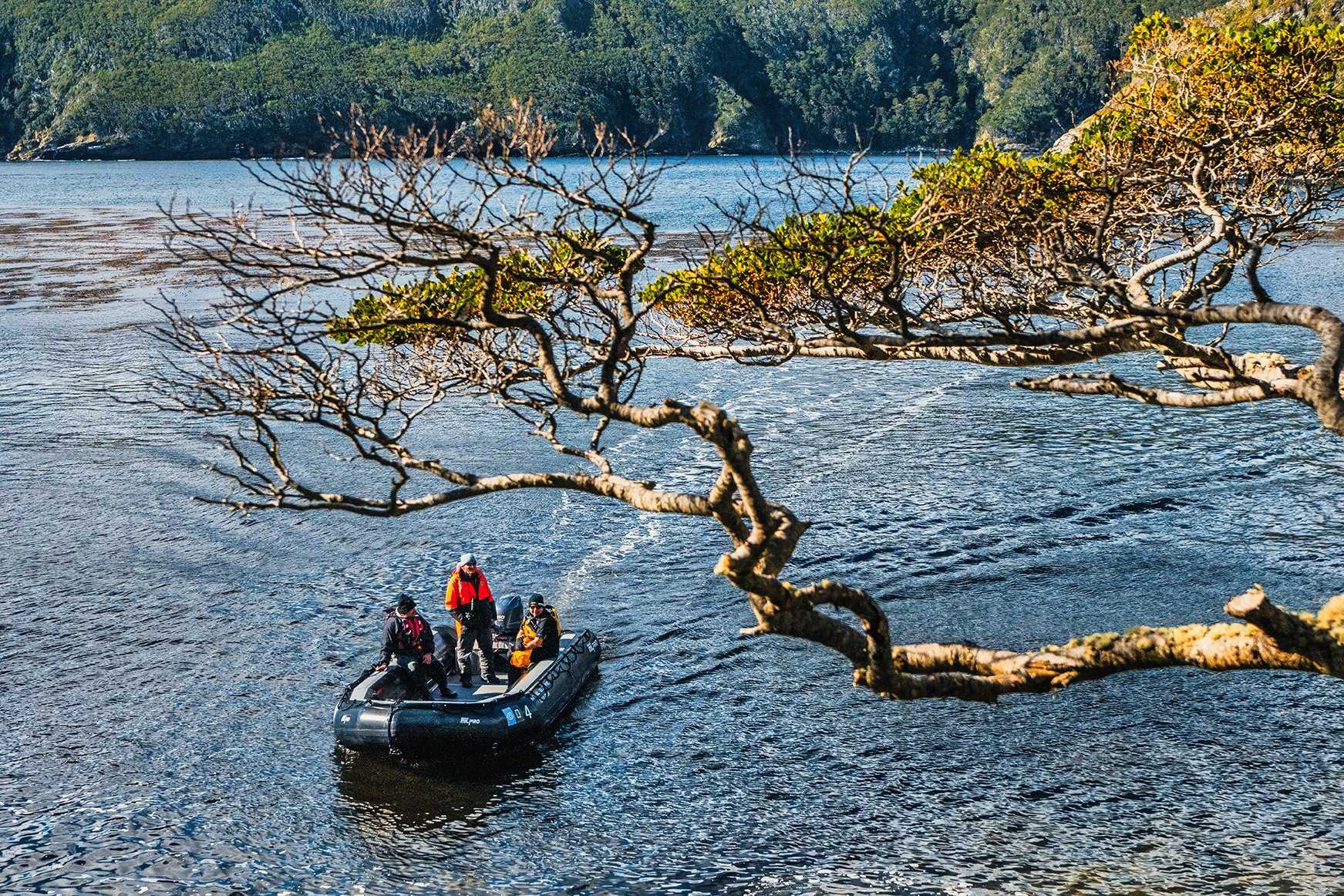 A Zodiac with two guests and a naturalist cruise in Isla de los Estados, Argentina with a tree in the foreground.