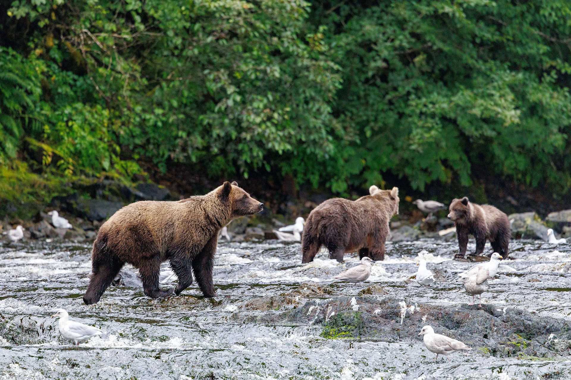 bears fishing for salmon