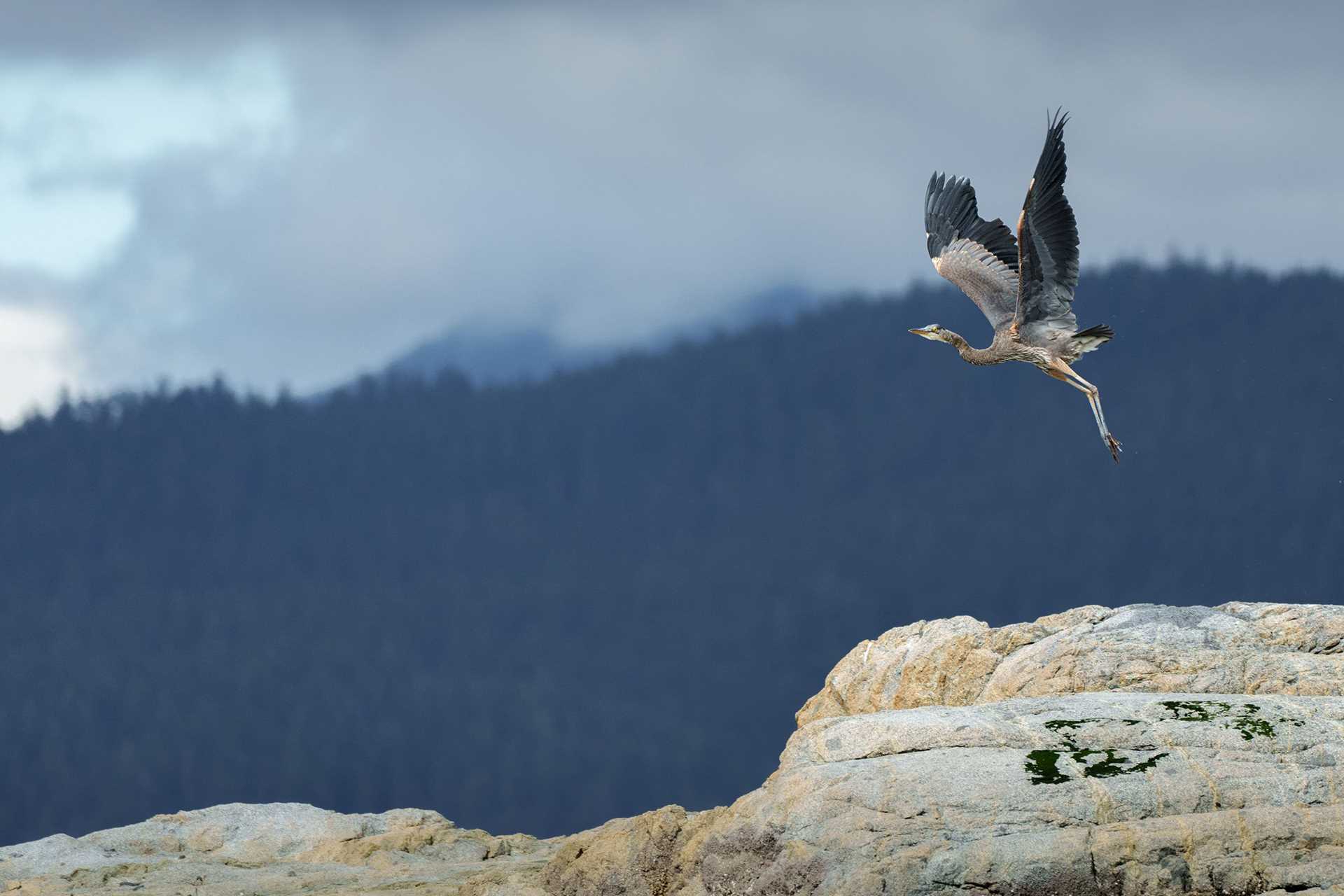 heron in flight