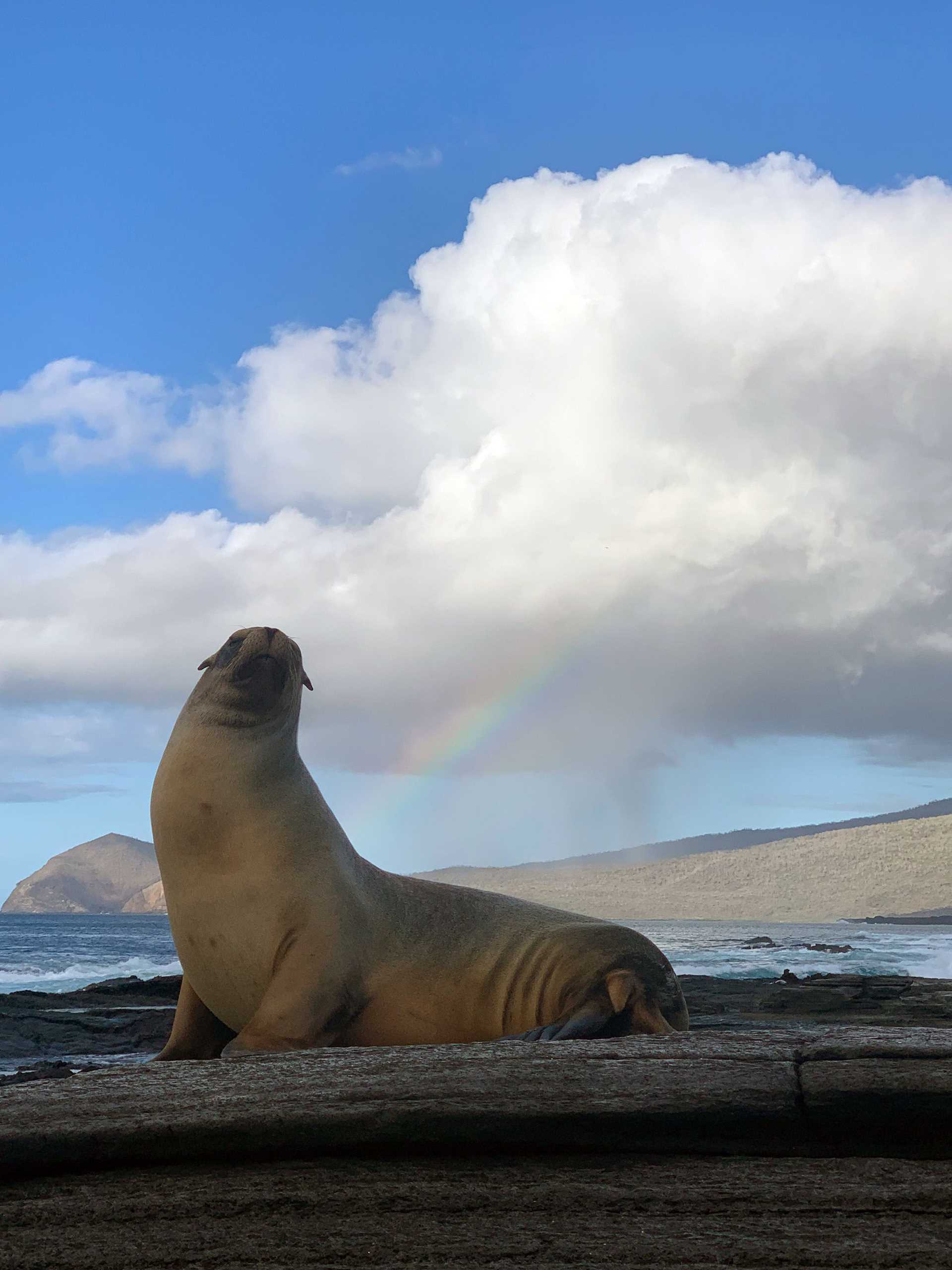 a sea lion perches on a rock with a rainbow in the background