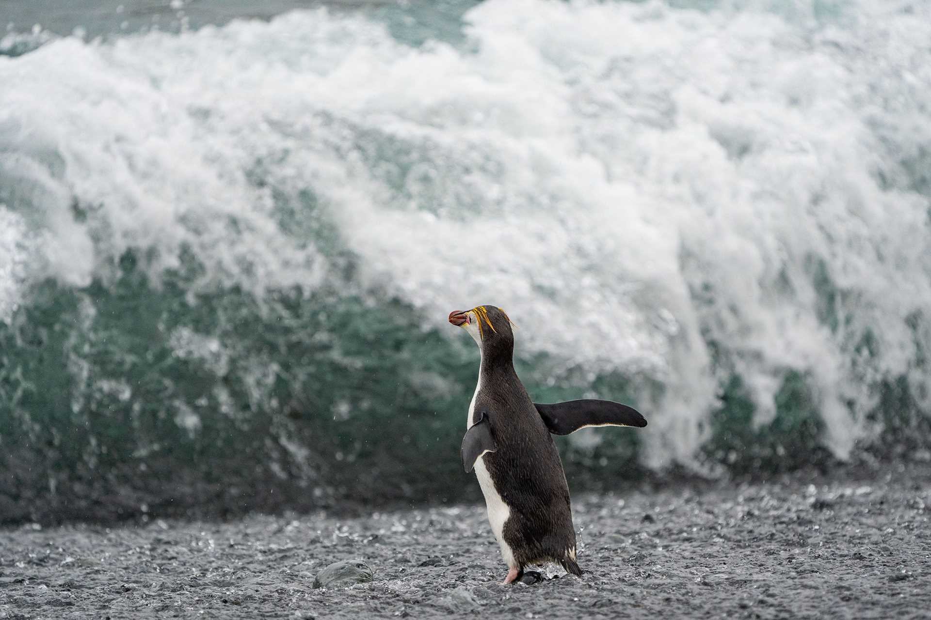 a small penguin in front of a large wave