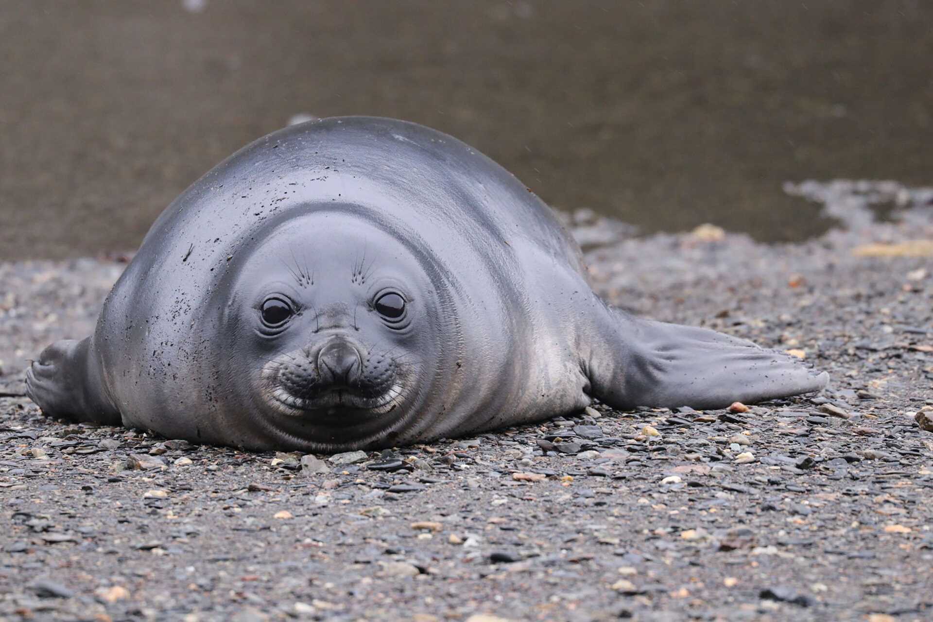 juvenile elephant seal