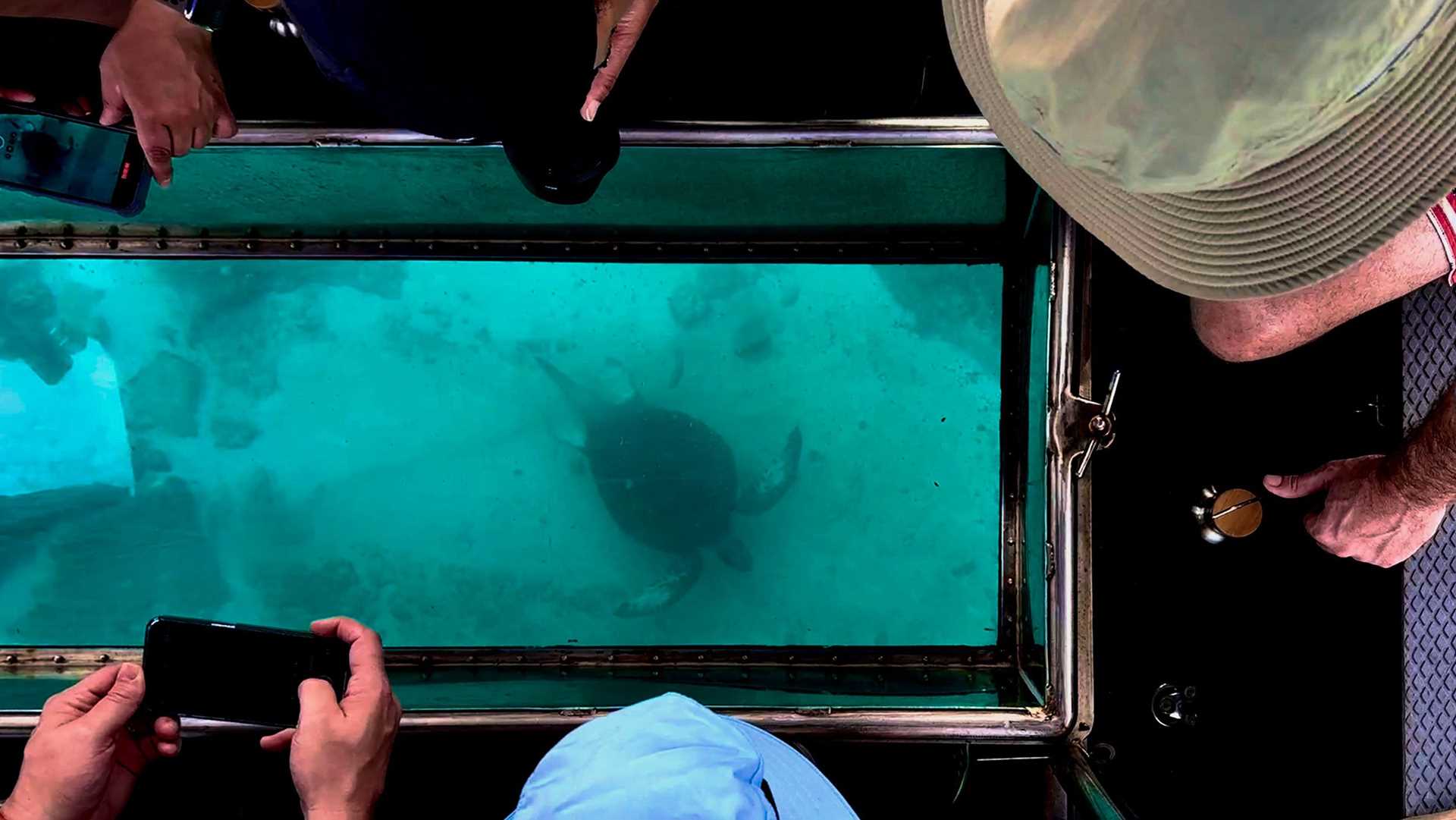 guests take photos of the bottom of a glass-bottomed boat