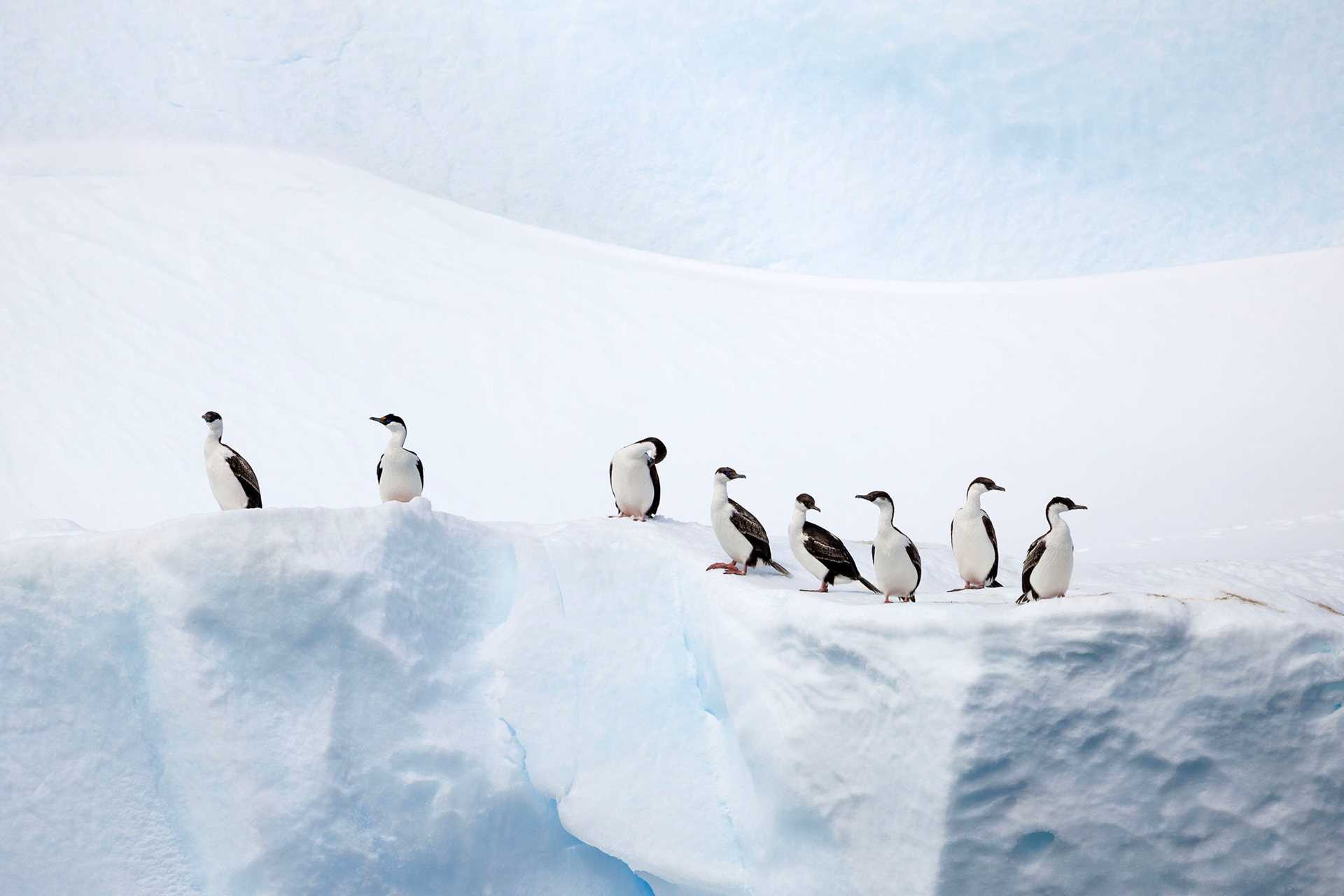 a row of black and white birds on an iceberg