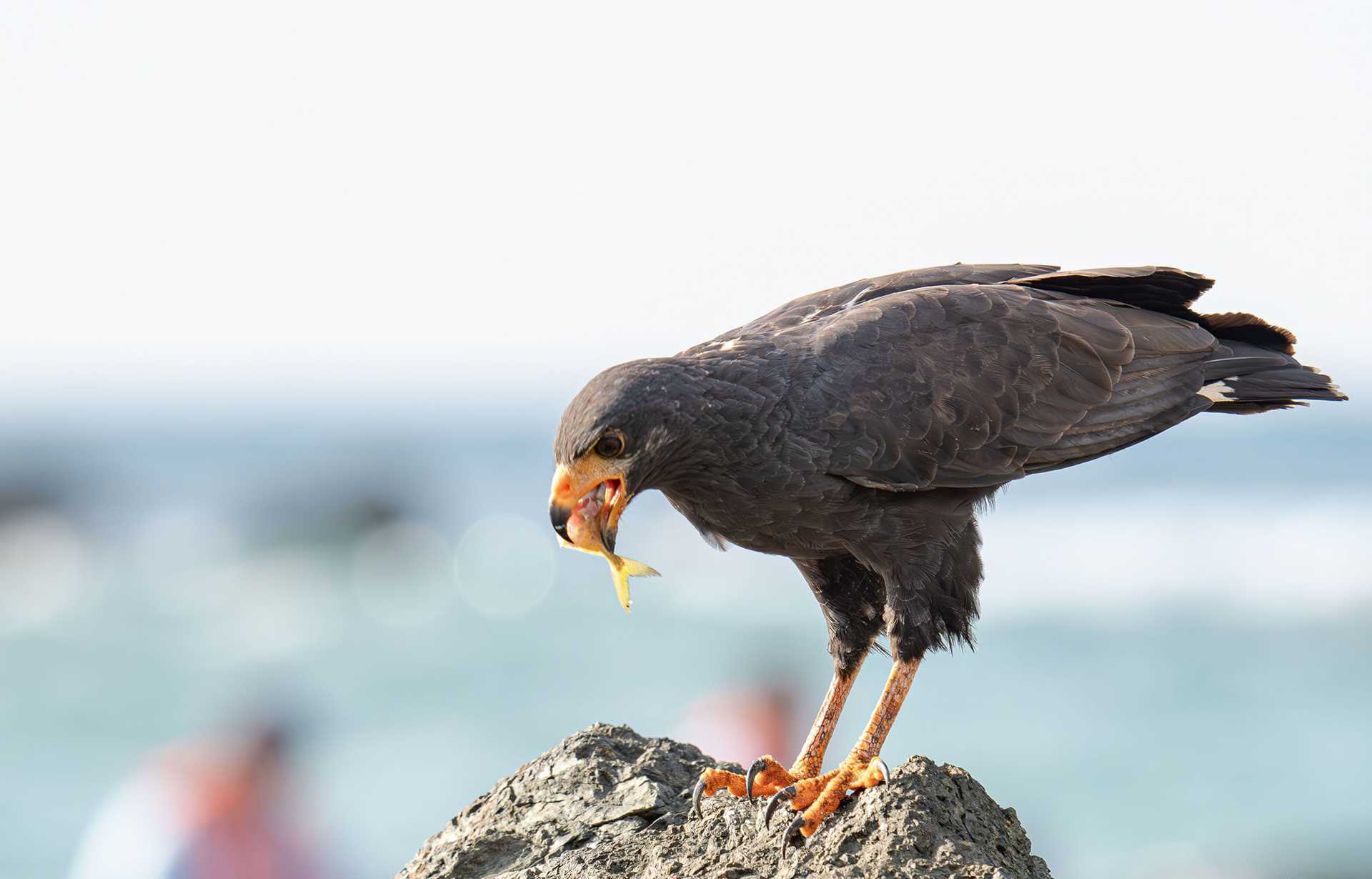 a hawk eating a fish