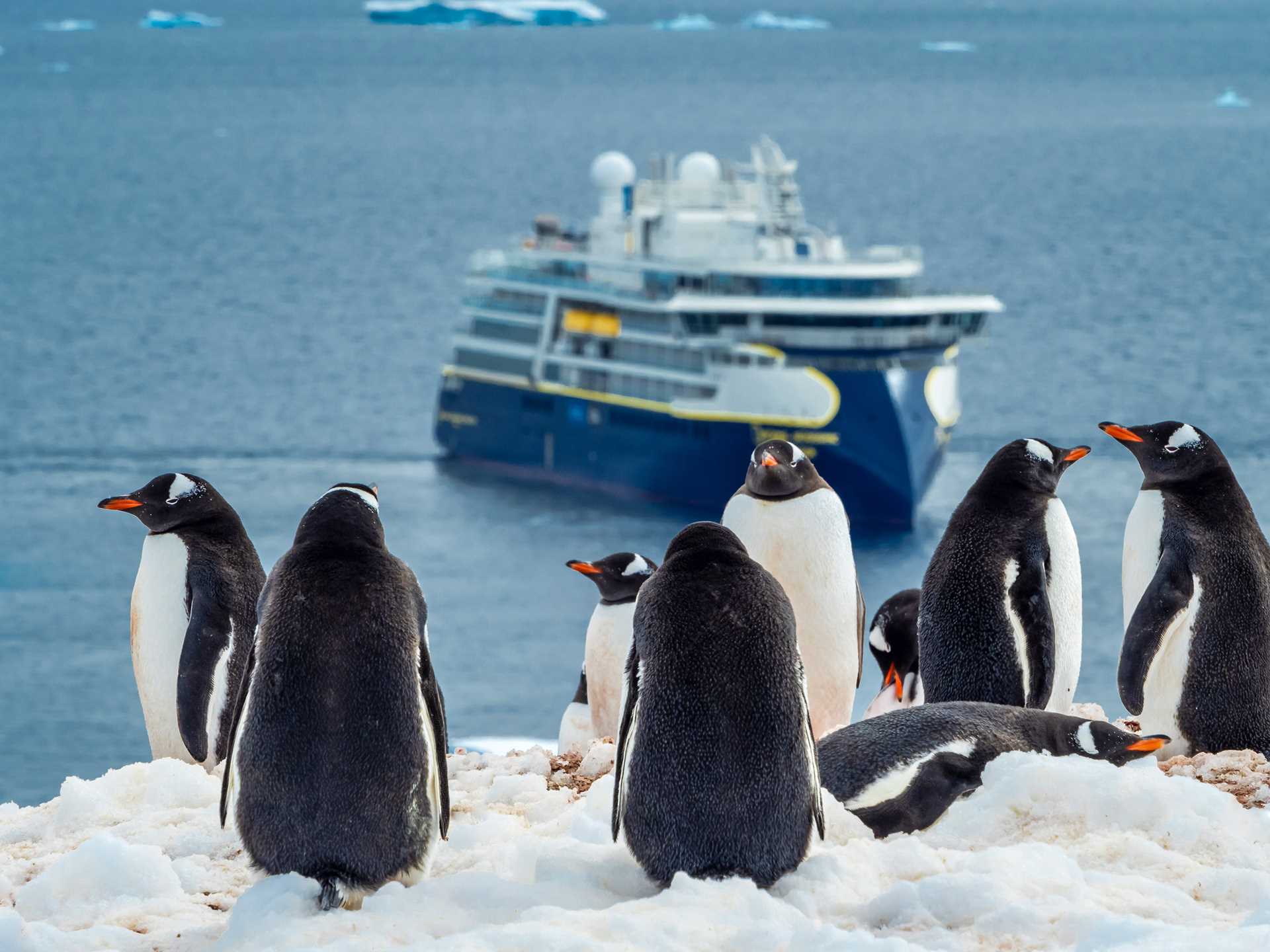 A small Gentoo penguin colony huddles up on Cuverville Island with the National Geographic Resolution in the distance.