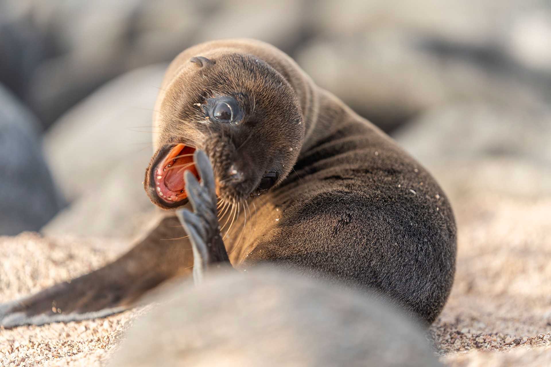 sea lion pup