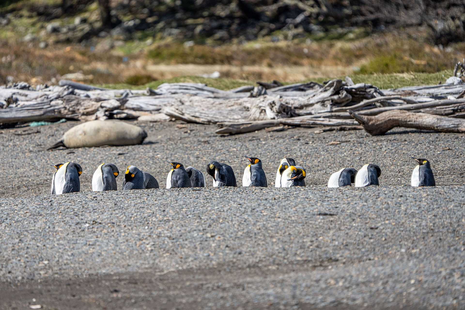 a row of roughly a dozen king penguins