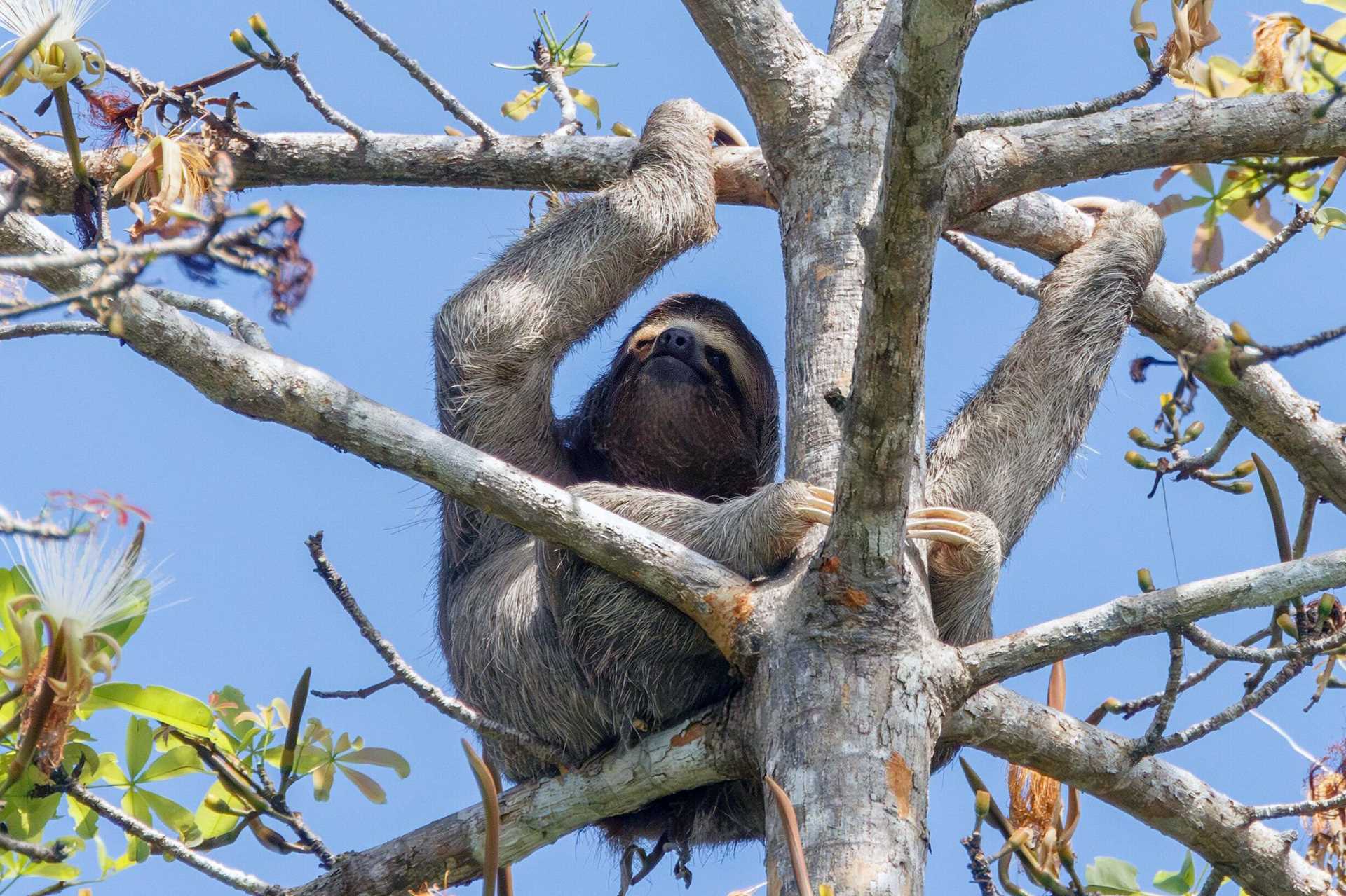 three-toed sloth