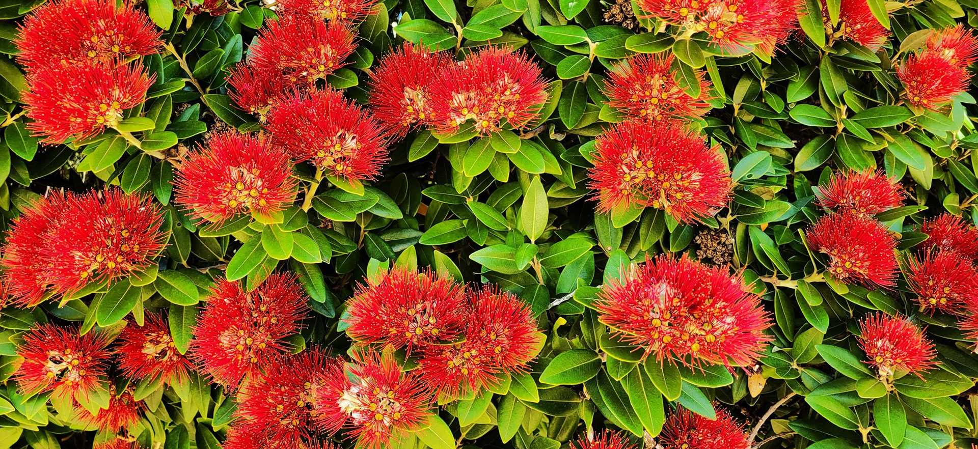 red and green vegetation