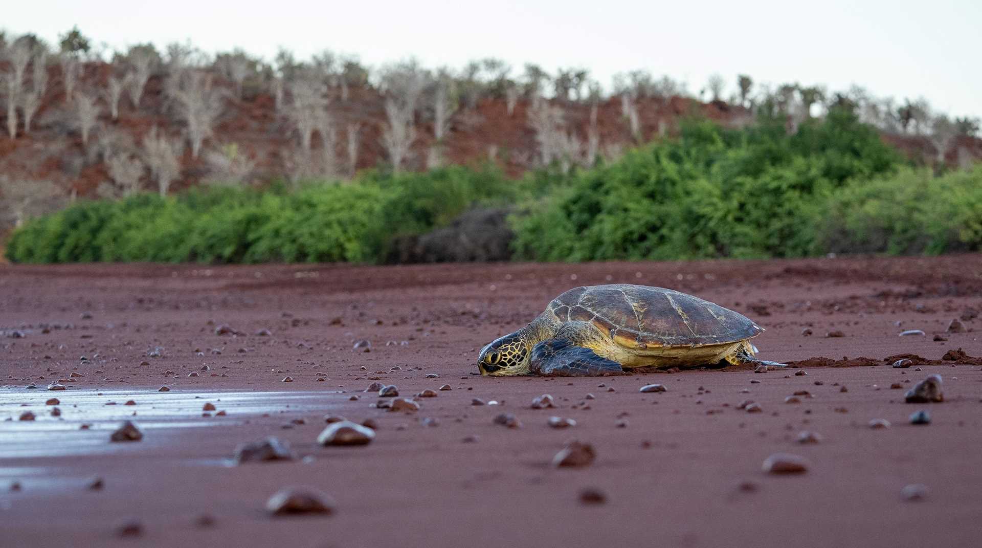 a sea turtle on a red sand beach