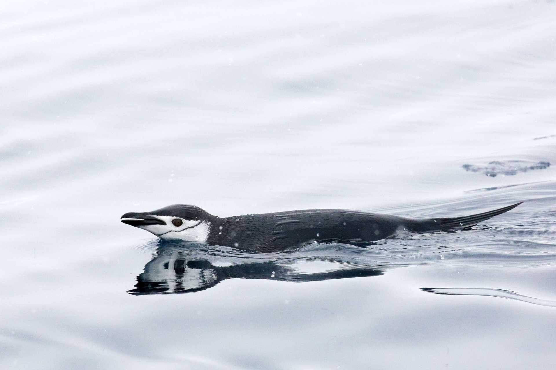 chinstrap penguin