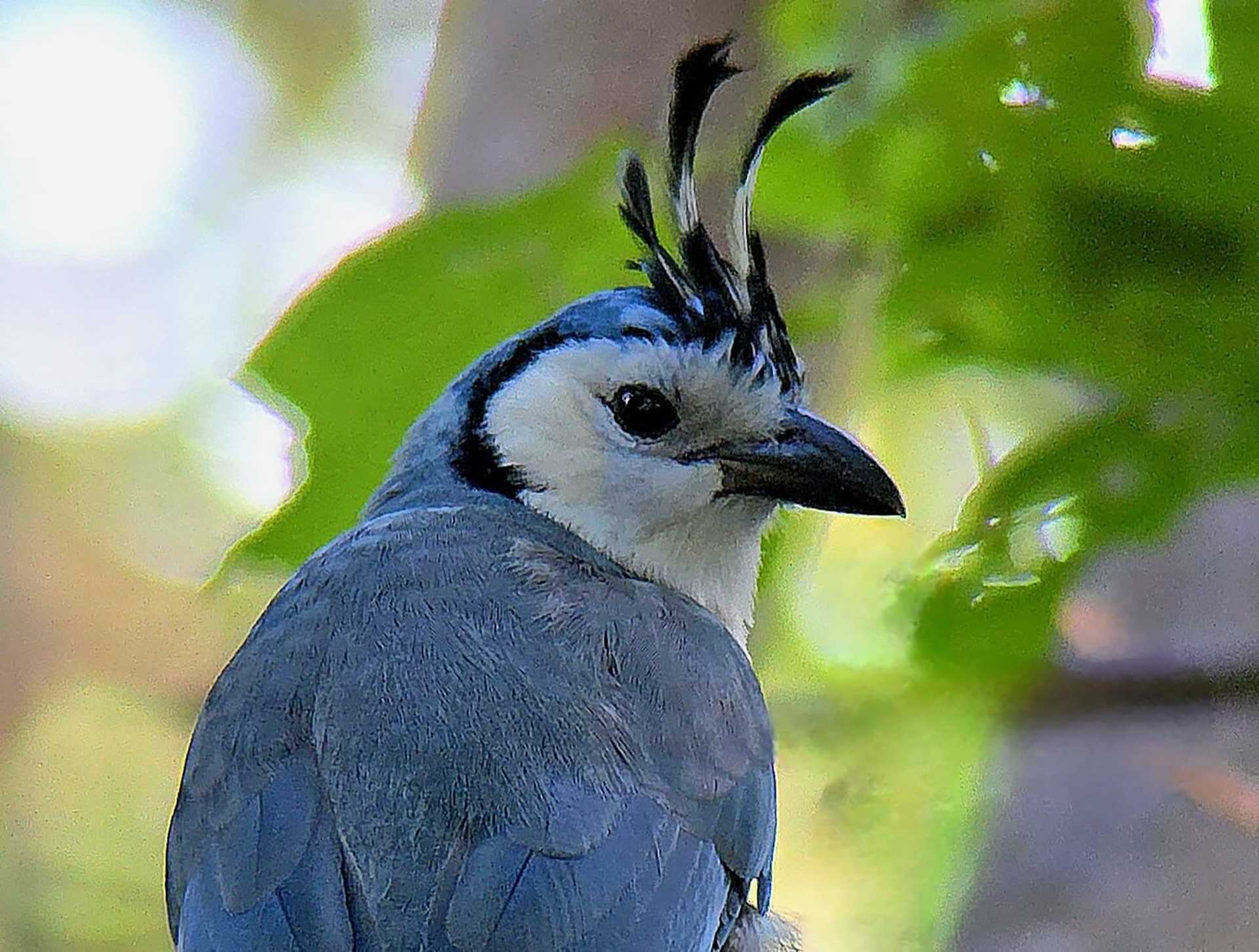 a blue bird with a white throat