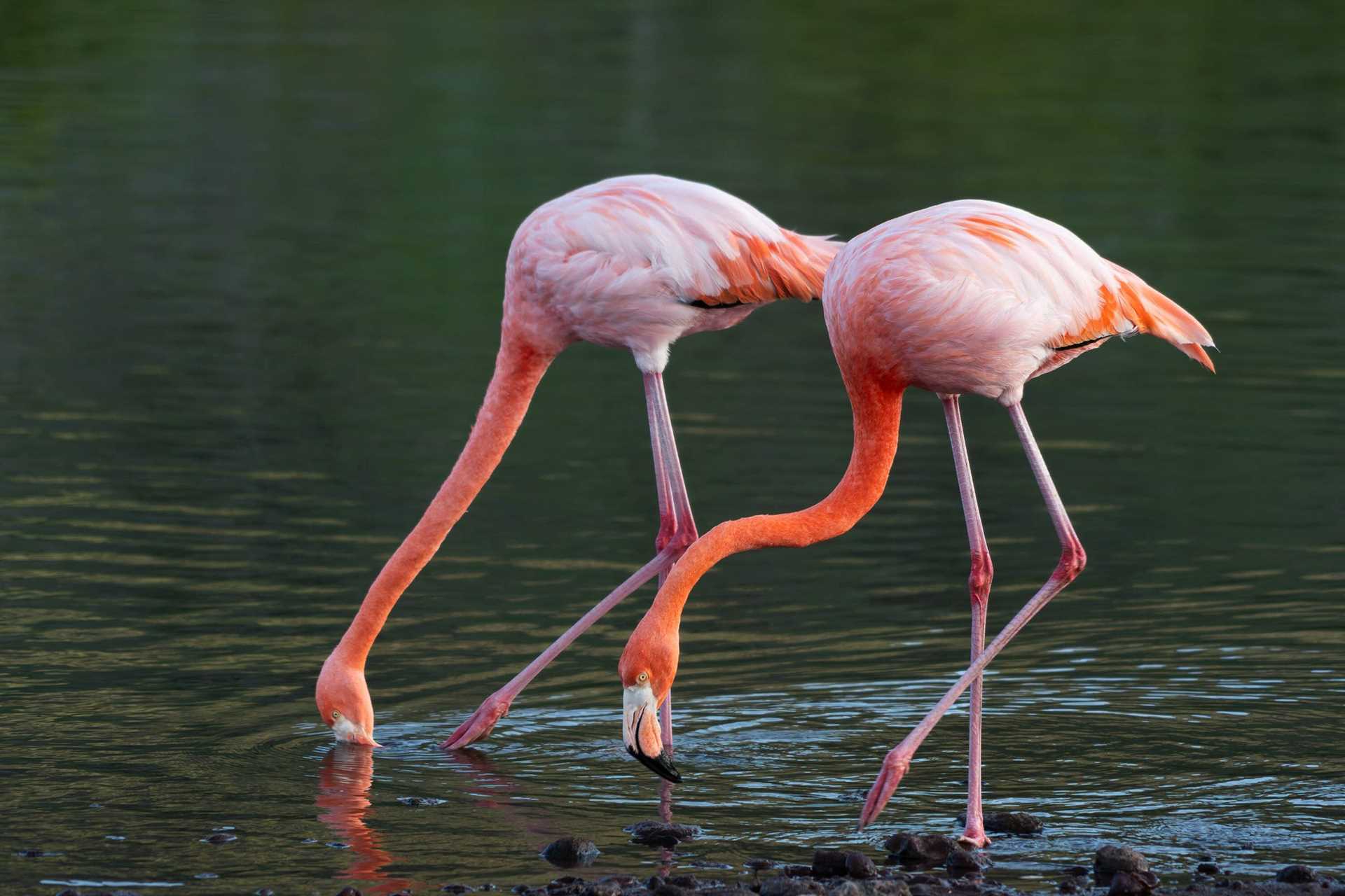 two flamingos