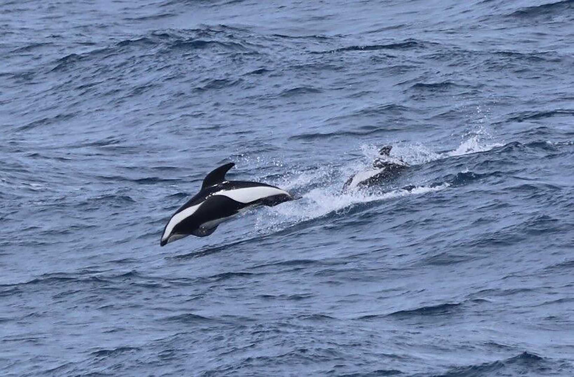 a black and white dolphin leaps out of hte water