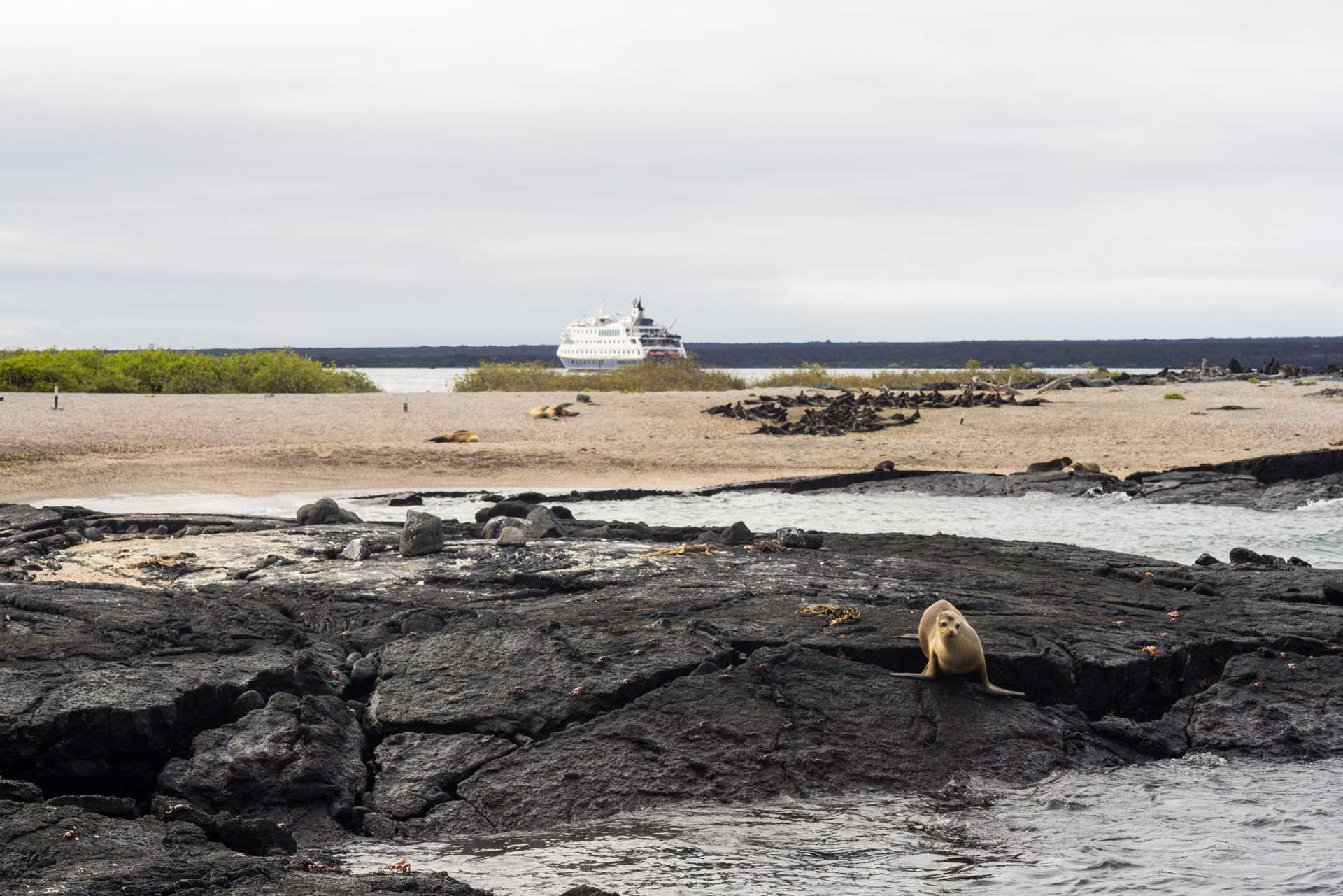 Large RGB-LEX-Ecuador Galapagos PJ-0M7A2803.jpg