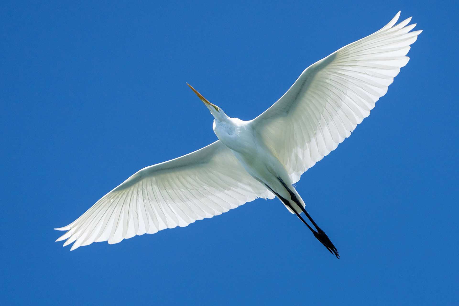 a large white bird in flight