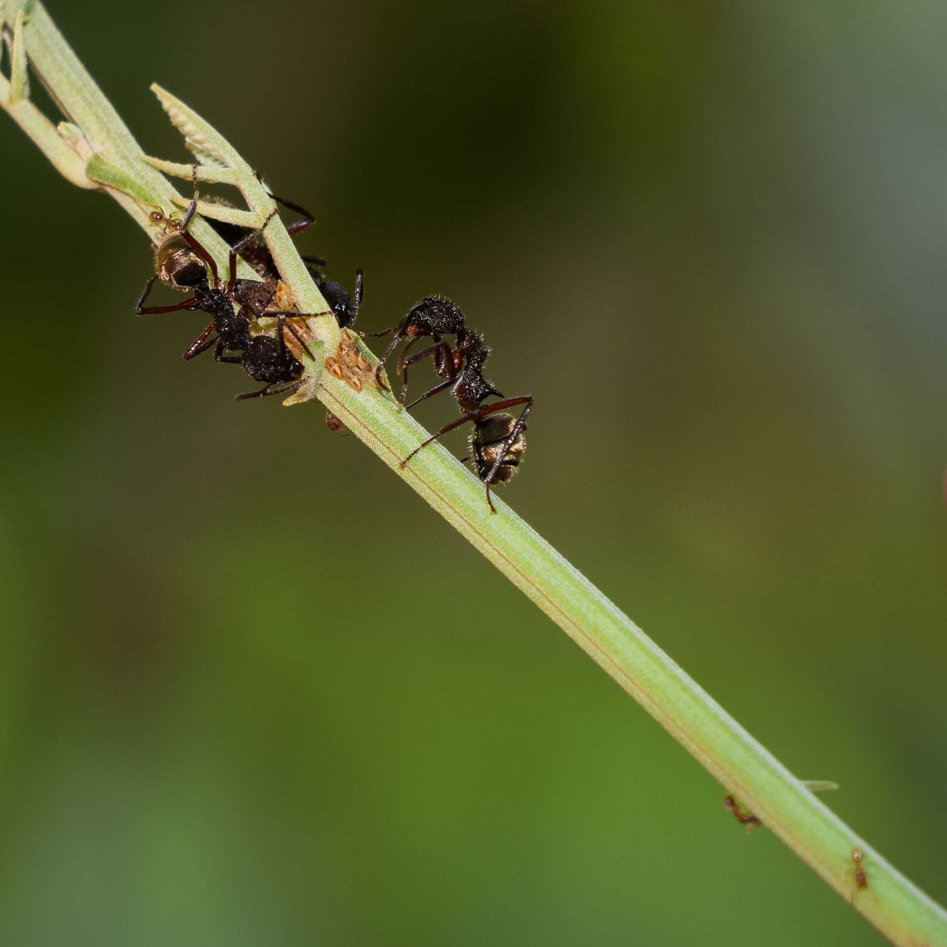 ants crawling on a blade of grass