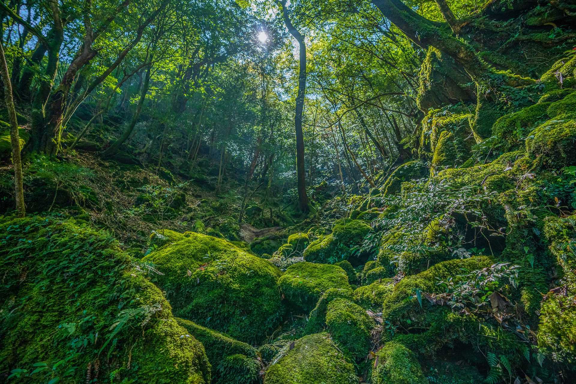 The Ancient Forest on Japan’s Yakushima Island