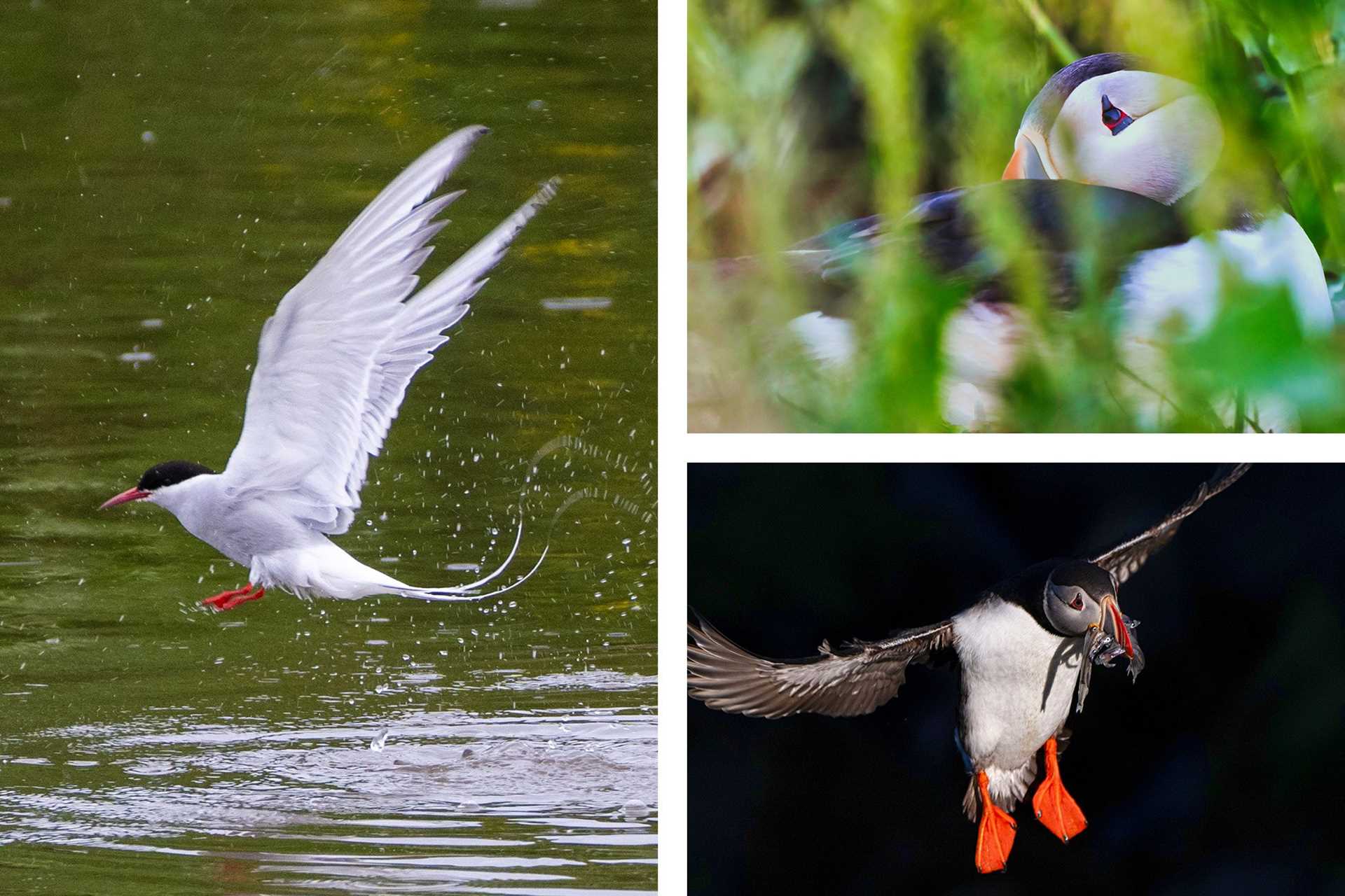 Puffin Collage.jpg