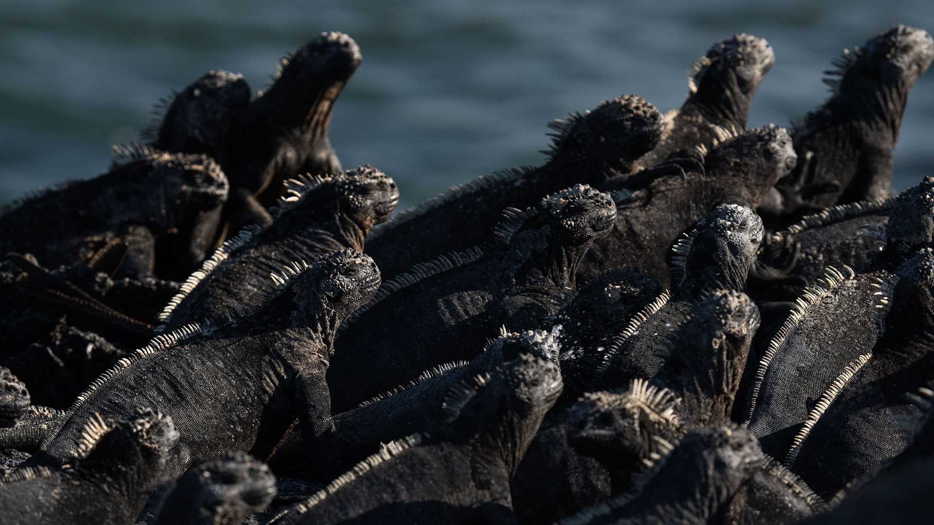 many marine iguanas