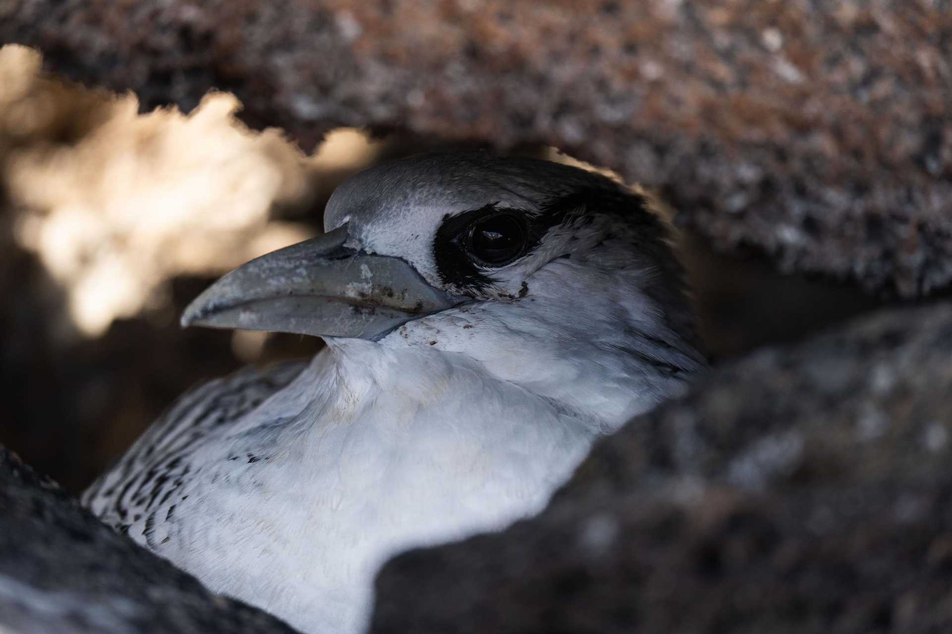 a close-up photo of a red-billed tropicbird in a cave